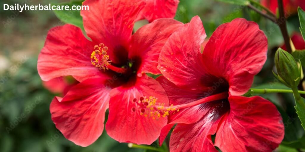 Herbal Remedy for Hair Fall