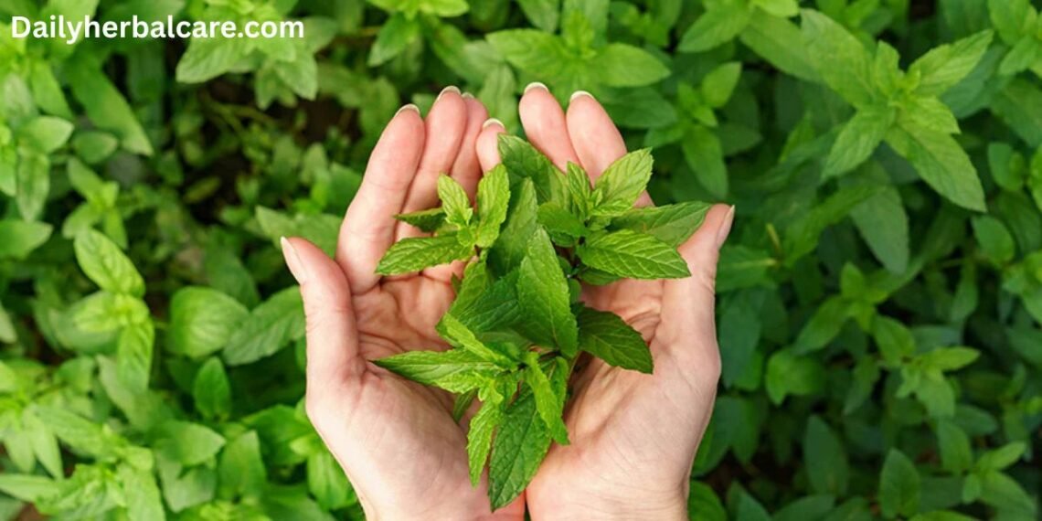 Tulsi Ke Benefits in Hindi