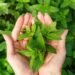 Tulsi Ke Benefits in Hindi